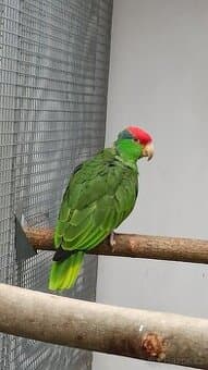 1,0 Amazoňan zelenolící