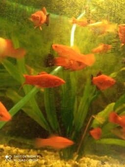 prodej novinek ze dvora