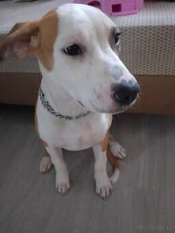 8  měsíců staford/ pitbul