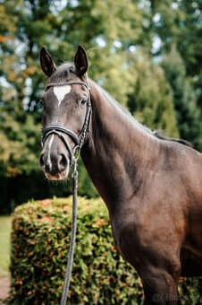 Mladý valach pro zkušenějšího jezdce