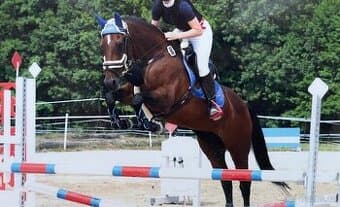 Animo set + chraniče Veredus