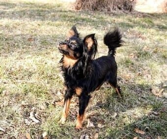 pražský krysařík-nabízím krytí