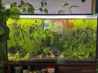 Akvárium 200L, rostliny, krevetky