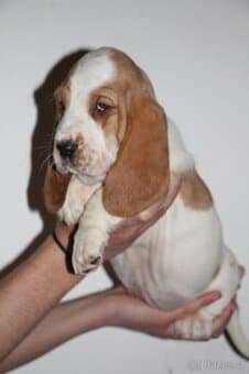 Basset hound-baset