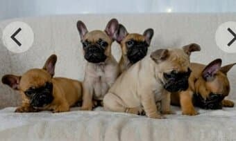 Francouzský Buldoček - Hledáme sourozence
