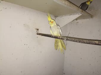 prodám korela,alexandra čínského