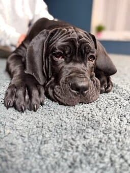 Cane Corso štěně 3,5 měsíce