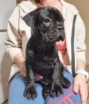 Francouzský buldoček