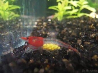 Neocaridina var. Red rilli krevetky