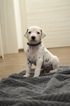 Štěňátka Dalmatin