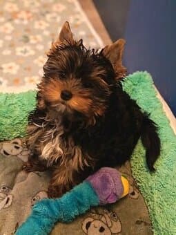 Jorkšírský teriér s PP