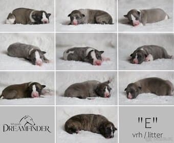 Whippet/vipet štěňátka s PP