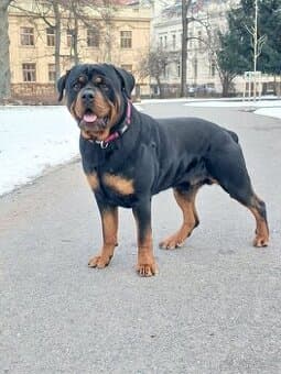 Rotvajler pes bez pp