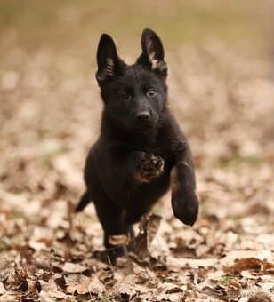 Německý ovčák - fenka s PP, černá se znaky