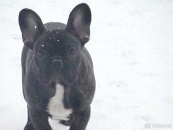 francouzský buldoček