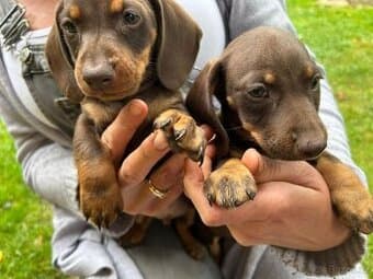 Jezevčík Rezervace