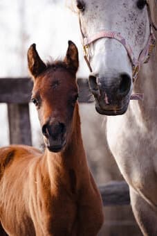 Arabský plnokrevník- kobylka