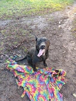 Daruji našeho pejska Arnieho (REZERVOVÁNO)