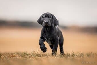 Německý ohař krátkosrstý - štěňata s PP