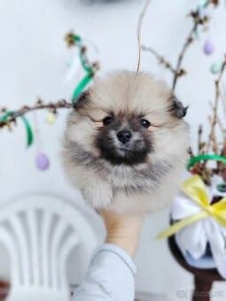 Fena pomeranian s PP