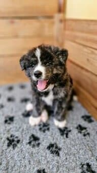 Akita inu, štěňátko s PP.