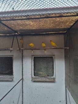 Prodám kakari rudočelé