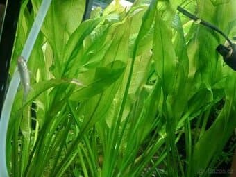 Echinodorus bleherae matečná