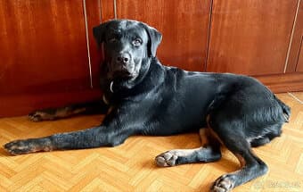 Rotvajler štěně bez pp