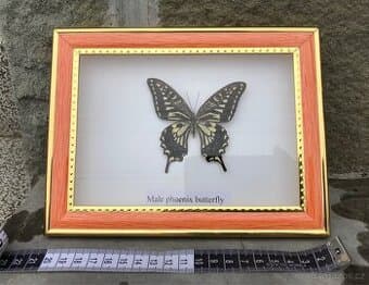 Motýl v rámečku / Phoenix Butterfly