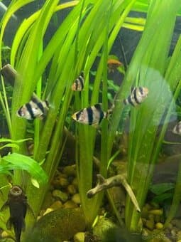 Parmička čtyřpruhá