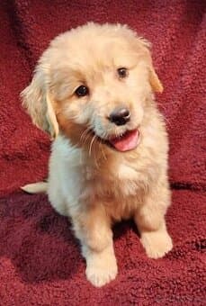 Zlaty retrívr / Golden retrivr