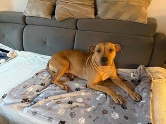 Sháníme ženicha pro naši fenu APBT