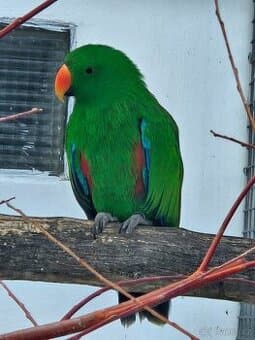 1,0 eklektus vosmaeri rok 22