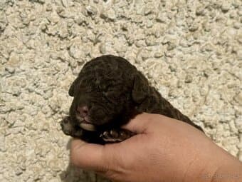 Španělský vodní pes s PP(FCI-ČMKU)