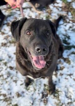 Dasty, kříženec labradora hledá domov