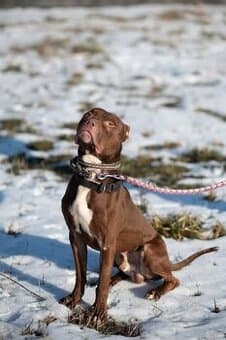 Dante pitbul hledá domov