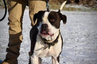 Tyson bull hledá domov