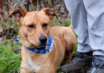 CHULIO K ADOPCI - 2 ROKY, UMAZLENÝ, HODNÝ, VHODNÝ K DĚTEM