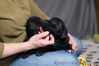 Stafordšírský bulteriér s PP - fenka