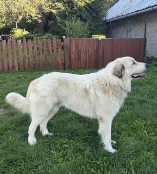 Pyrenejský horský pes - ADOPCE