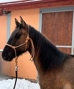 2 letý QH na prodej