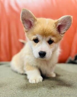 Welsh Corgi Pembroke s PP