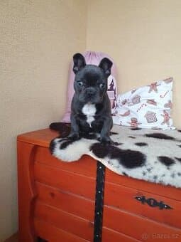 Francouzsky buldoček modrý