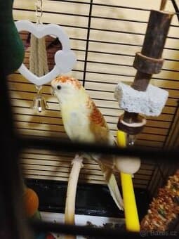 Dobrý den prodám papouška zpěvavý