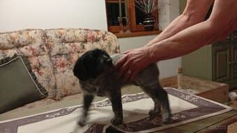 DARUJI štěně bez PP