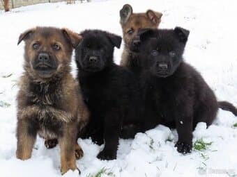 Německý ovčák s PP