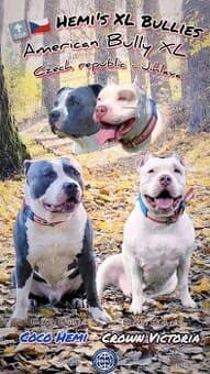 Štěňata American Bully XL s PP, Osobitý vzhled, Top zbarvení