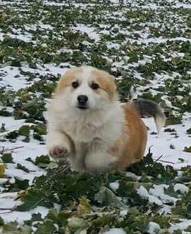 Welsh Corgi Pembroke s PP