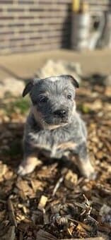 Australský honácký pes