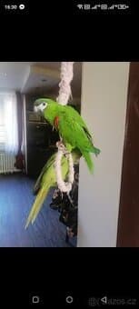 Ara červenoramená-mluví